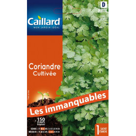 Graine De Coriandre Cultivée 