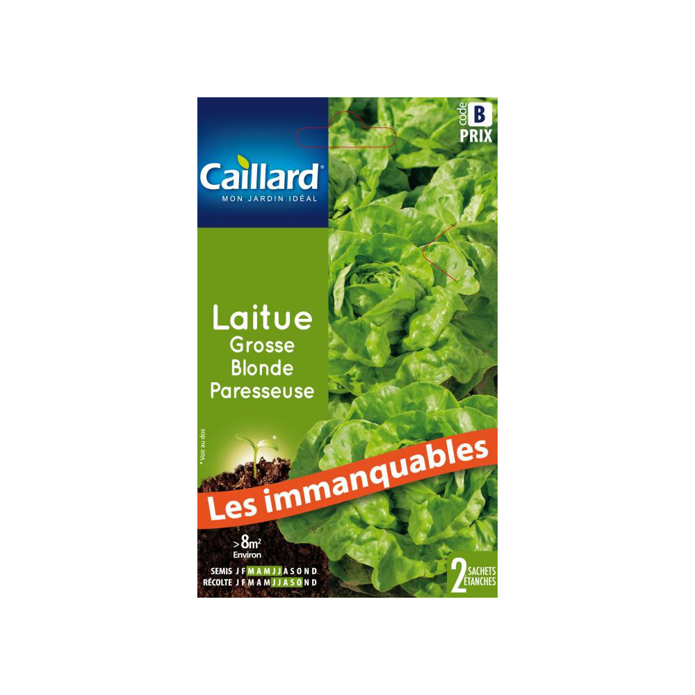 Graine De Laitue Grosse Blonde Paresseuse Graine De Laitue Grosse Blonde Paresseuse