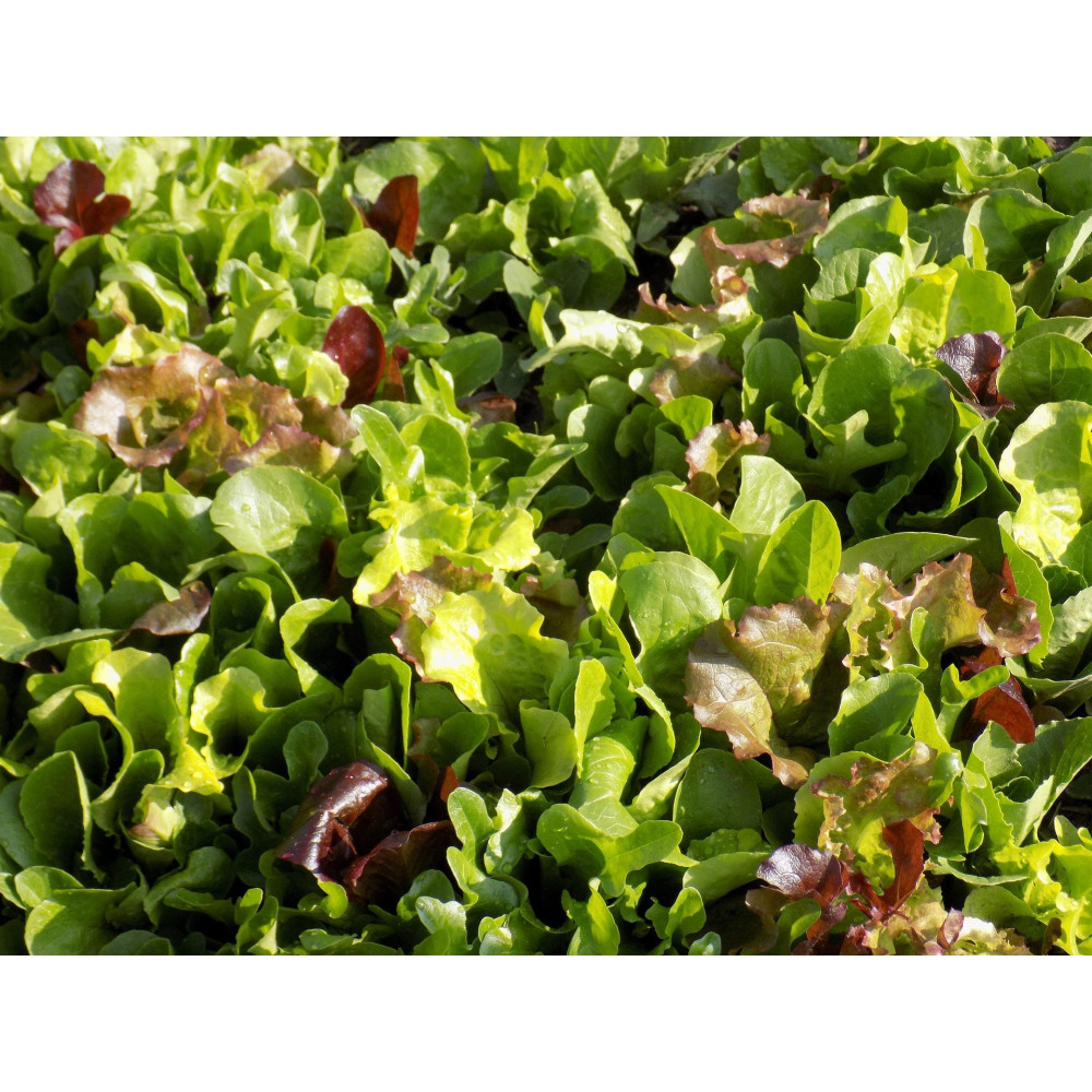 Graine De Mesclun Graine De Mesclun