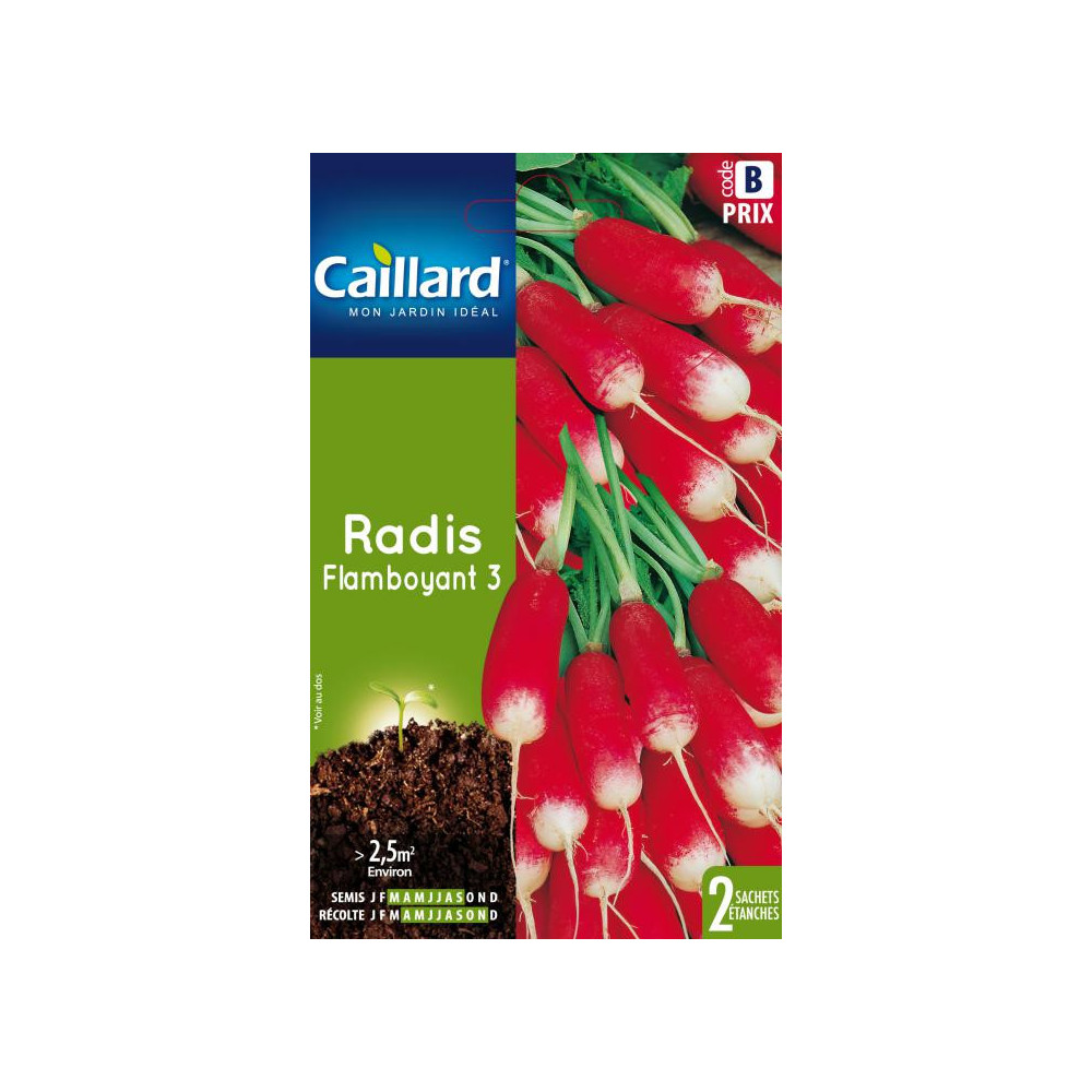 Graine De Radis Flamboyant Graine De Radis Flamboyant