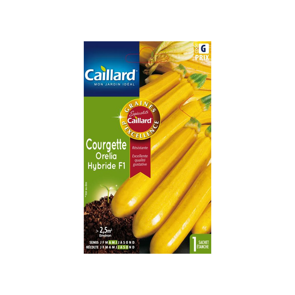 Graine De Courgette Orelia Graine De Courgette Orelia