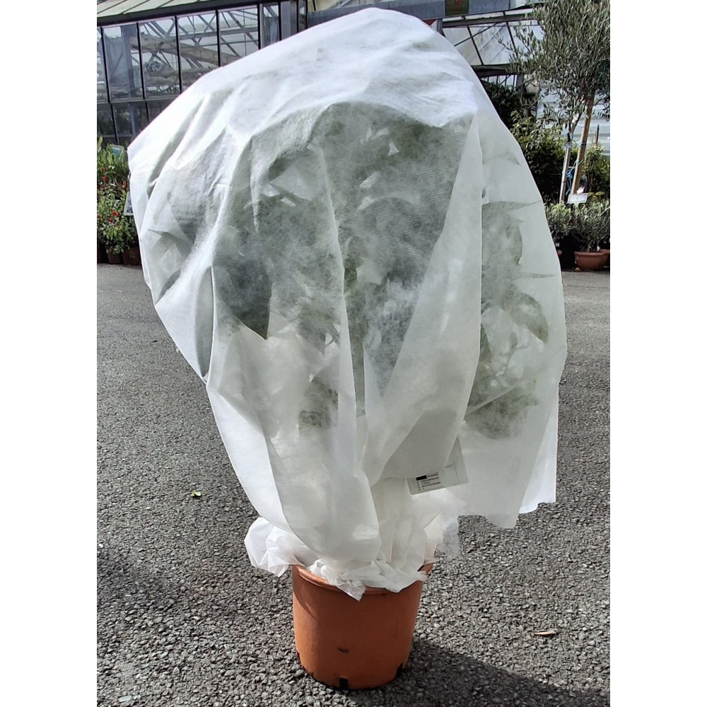 Voile D'hivernage P17 2m X 1m Voile D'hivernage P17 2m X 1m