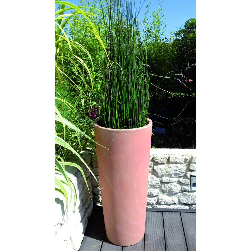 Equisetum Japonicum Raptor Presle Equisetum Japonicum Raptor Presle