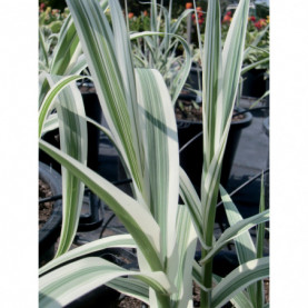 Arundo Donax Variegata - Canne De Provence