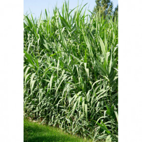 Arundo Donax Vert - Canne De Provence