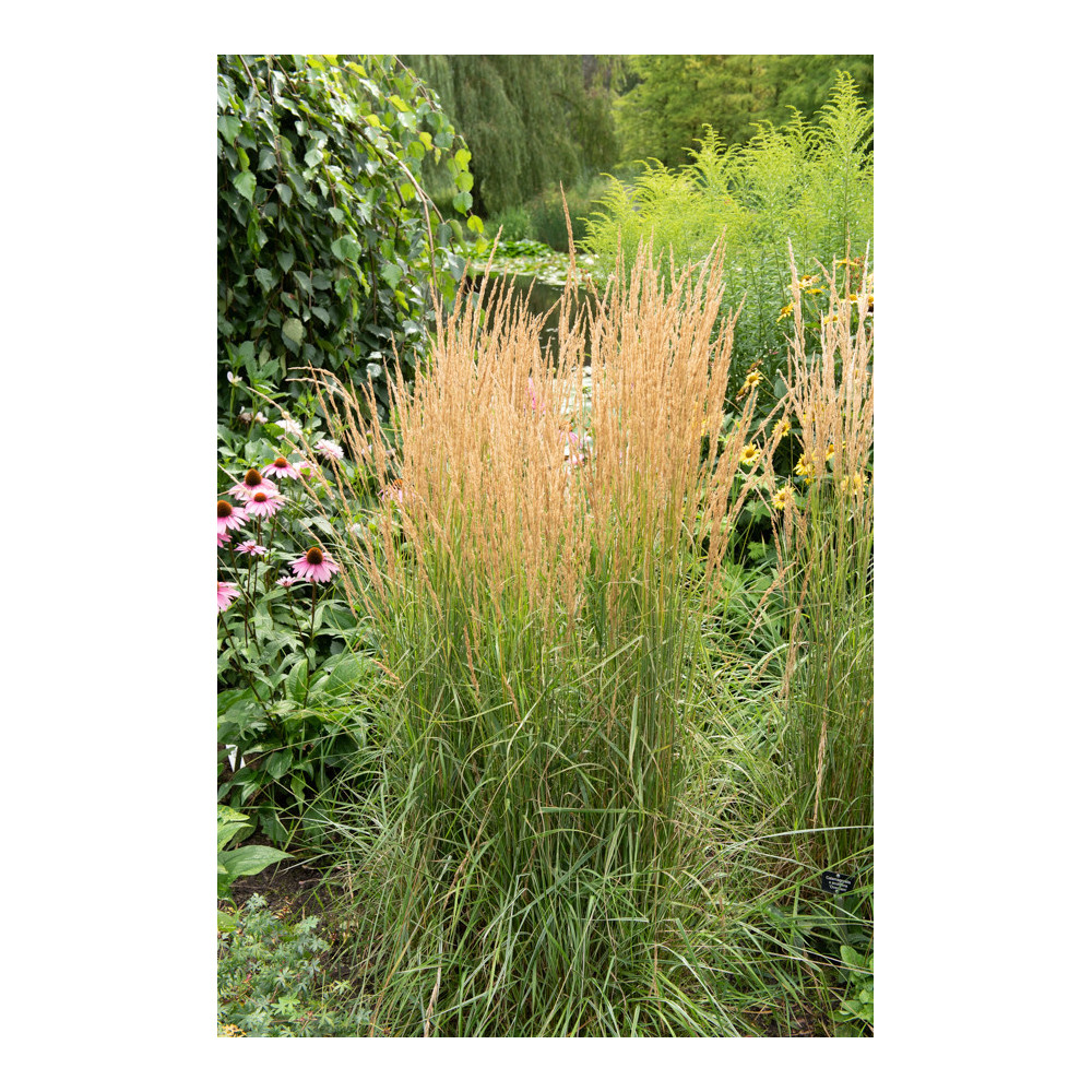Calamagrostis Overdam Calamagrostis Overdam