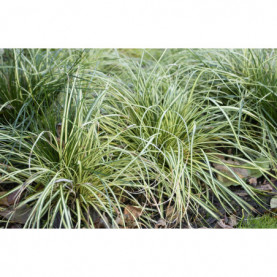 Carex Evergold
