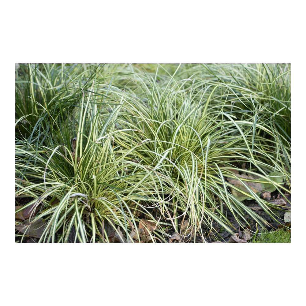 Carex Evergold Carex Evergold