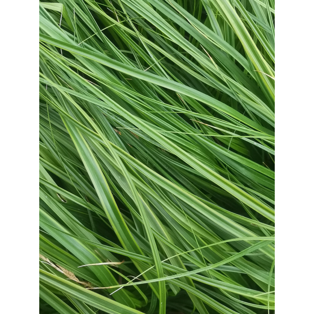 Carex Oshimensis Vert Everlime Carex Oshimensis Vert Everlime