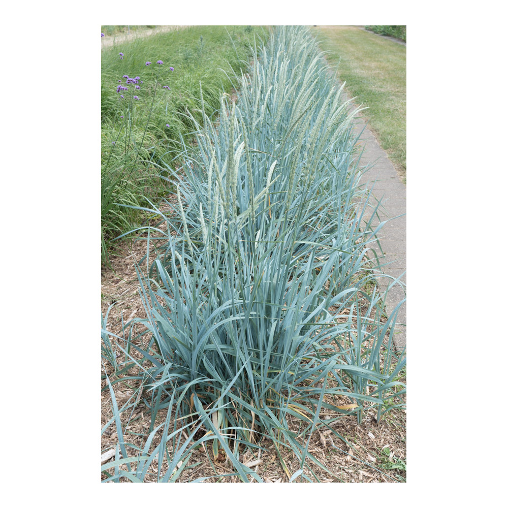 Elymus Arenarius - Leymus Elymus Arenarius - Leymus