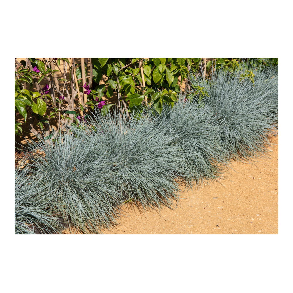 Festuca Glauca Festuca Glauca