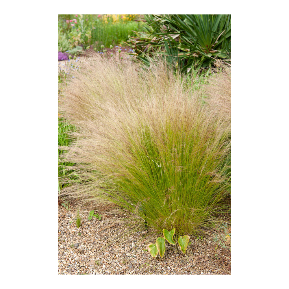 Stipa Vivace Tenuissima Pony Tails Stipa Vivace Tenuissima Pony Tails