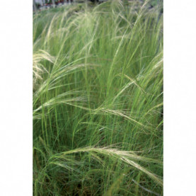 Stipa Vivace Tenuissima Pony Tails