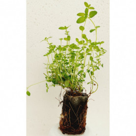 Thym Serpolet