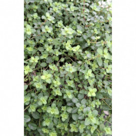 Thym Serpolet