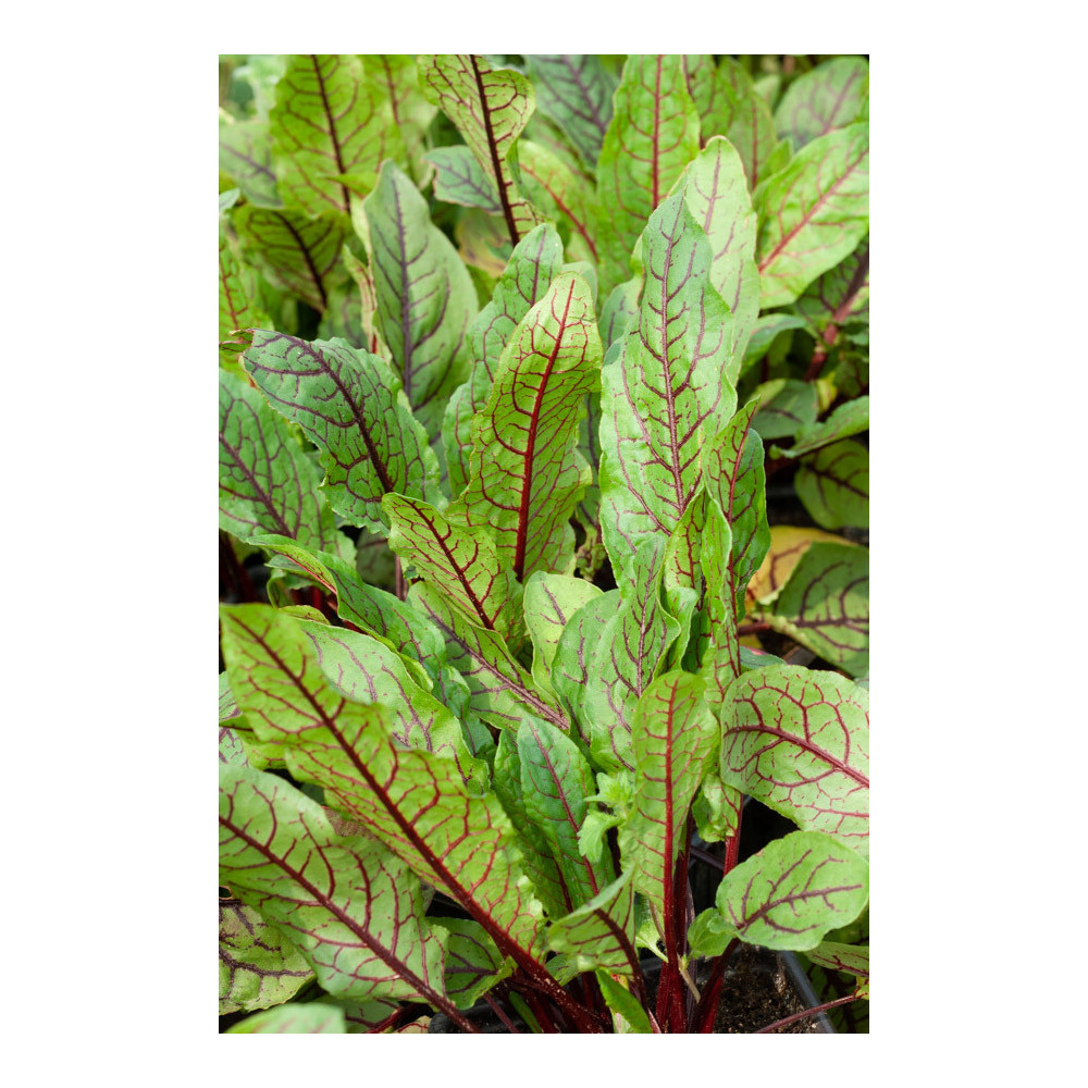 Oseille Sanguine - Rumex Sanguineus Oseille Sanguine - Rumex Sanguineus