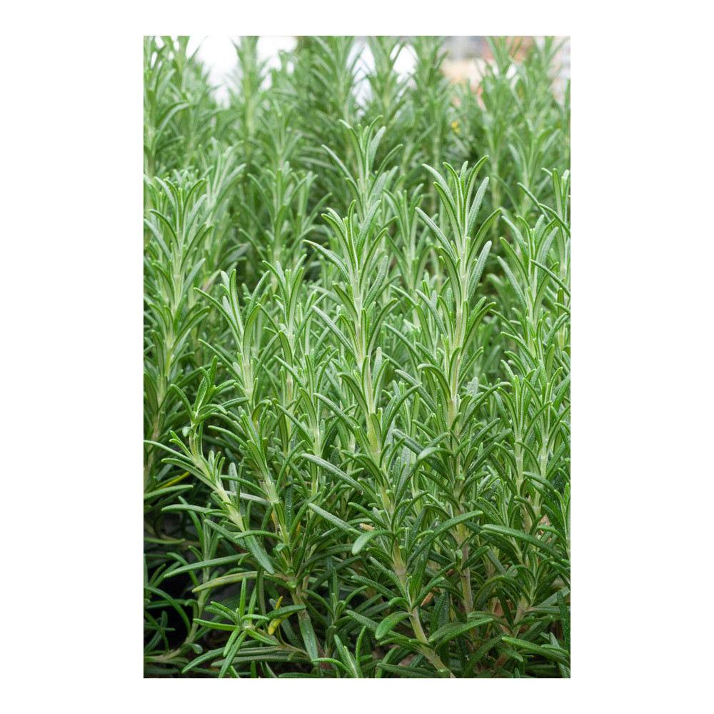 Romarin Officinalis Repens Romarin Officinalis Repens