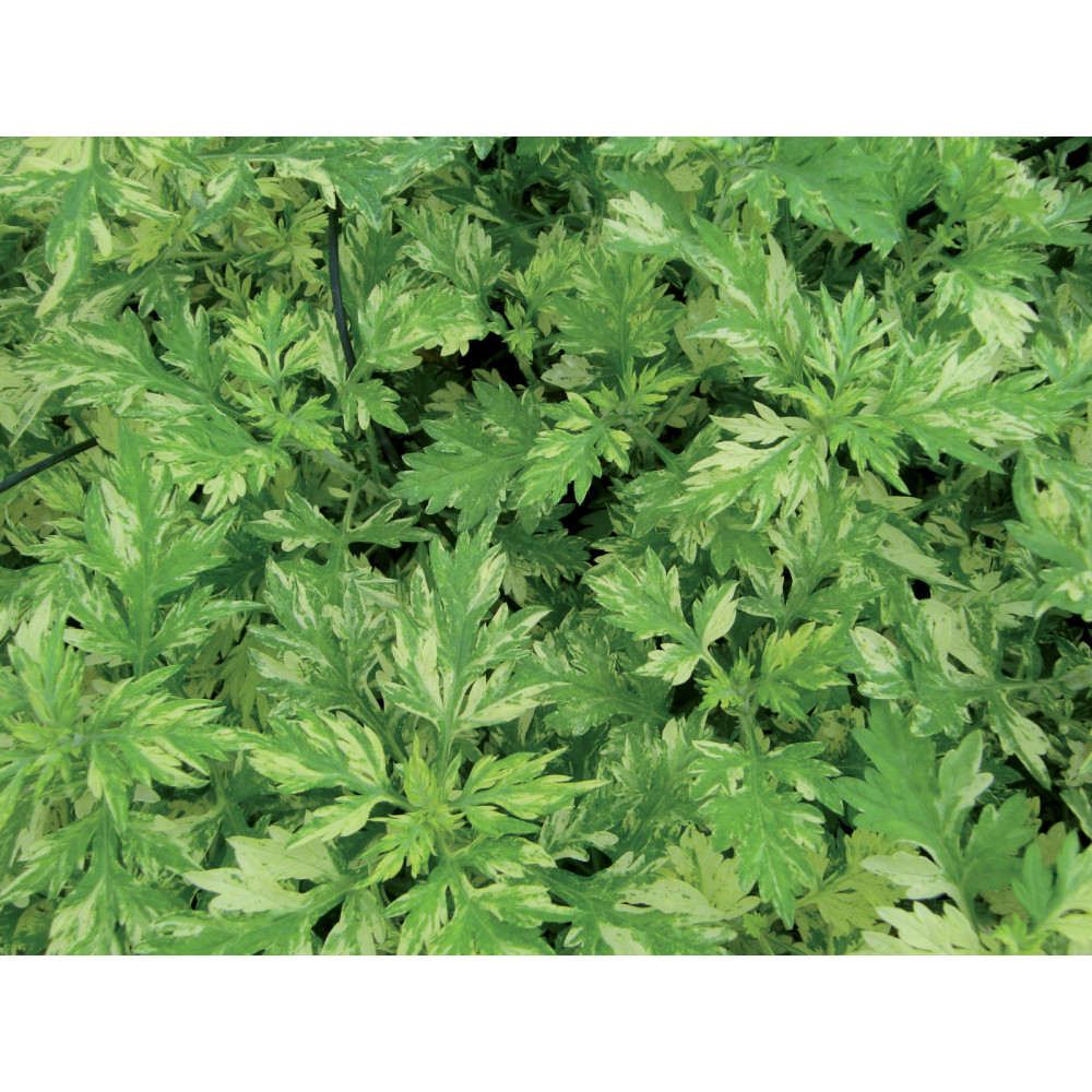 Artémésia Oriental Lime Artémésia Oriental Lime