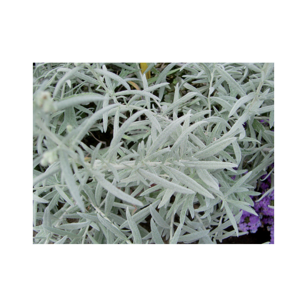 Artémésia Stelleriana Kew Artémésia Stelleriana Kew