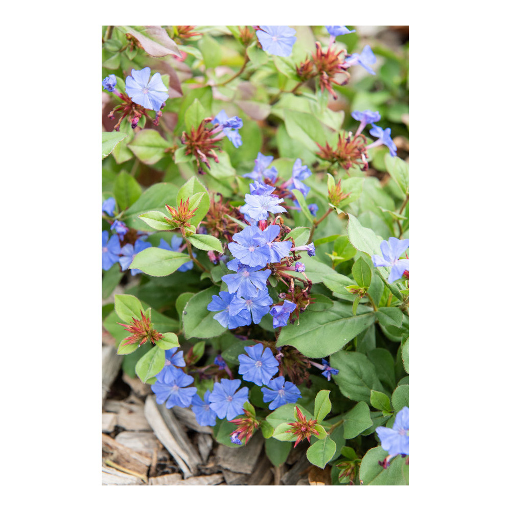 Ceratostigma Plumbagoides Ceratostigma Plumbagoides