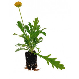 Euryops Pectinatus Sonnenschein Jaune 