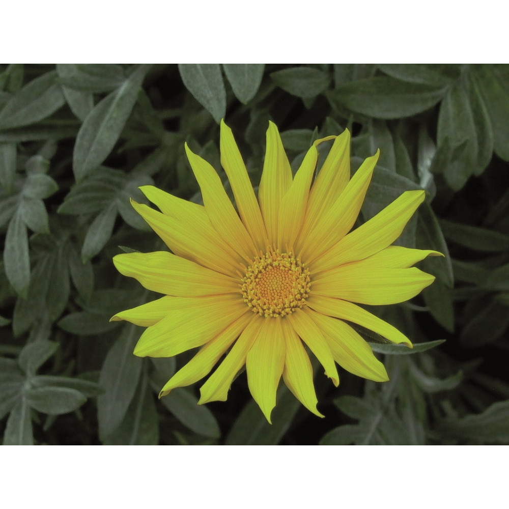 Gazania Jaune Pur Gazania Jaune Pur