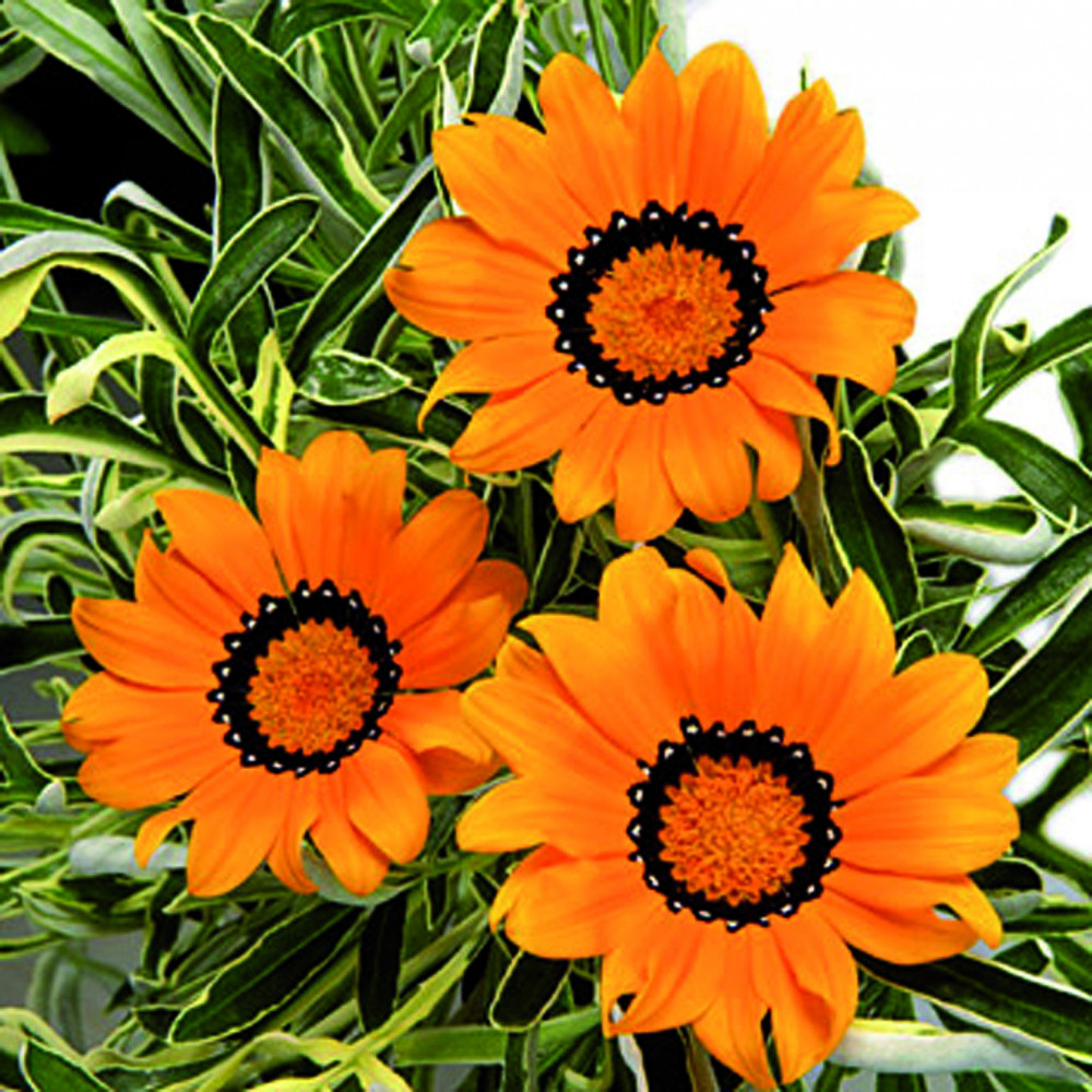 Gazania Variegata Orange Gazania Variegata Orange