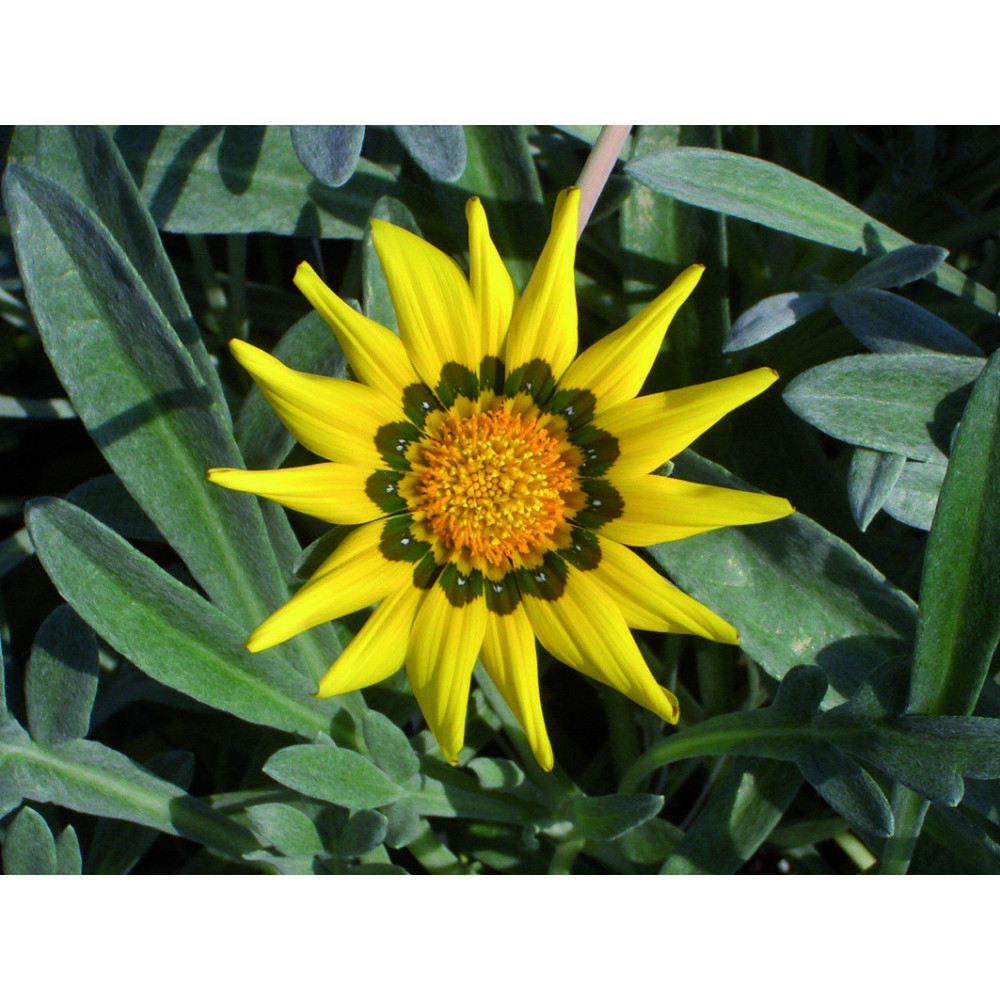 Gazania Jaune A Coeur Noir Gazania Jaune A Coeur Noir