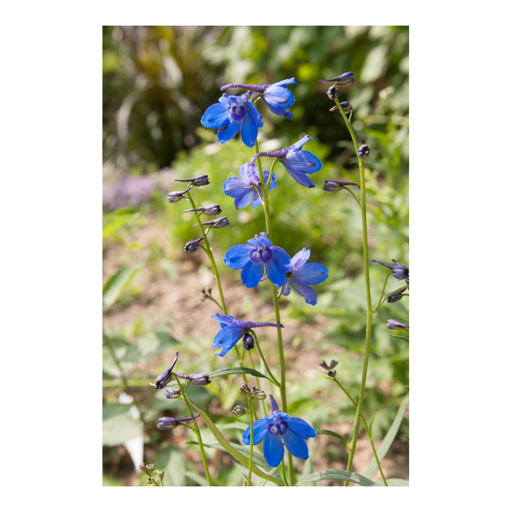 Delphinium Belladonna Bleu Foncé Delphinium Belladonna Bleu Foncé