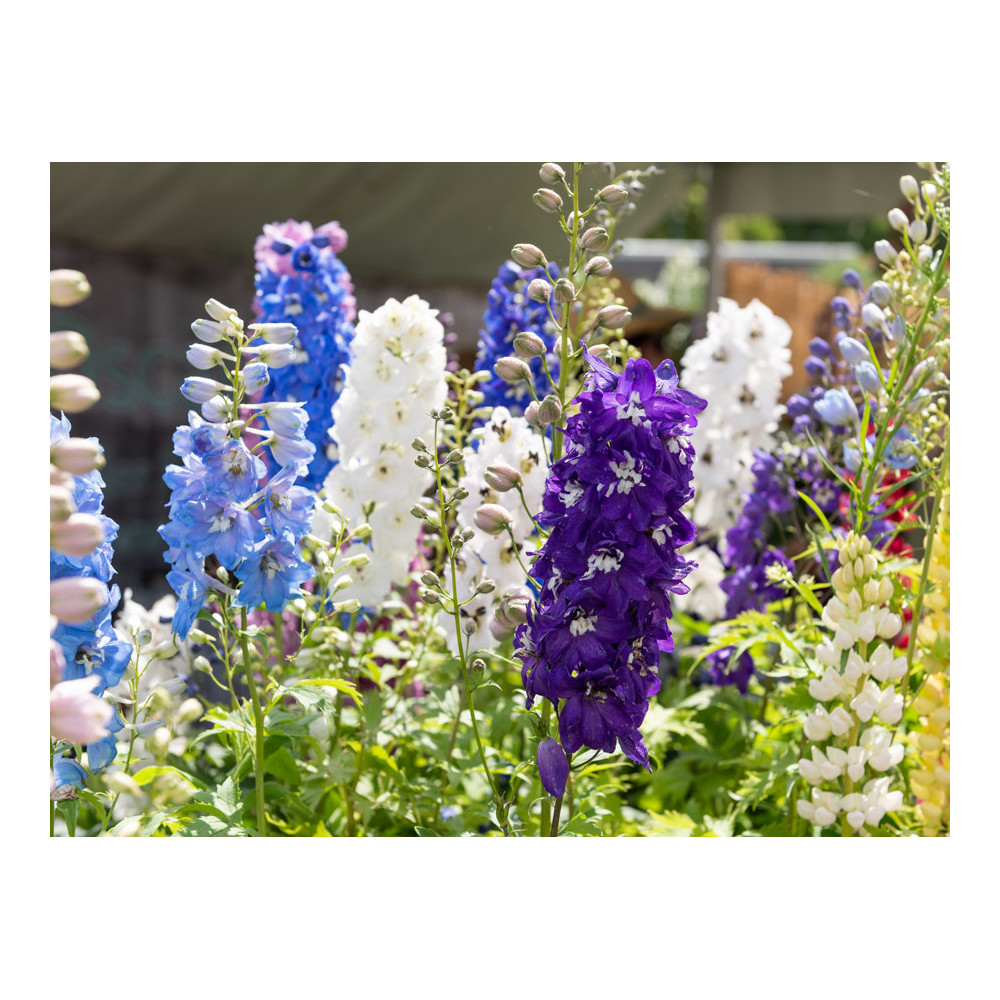 Delphinium Magic Fountains Mélange Delphinium Magic Fountains Mélange