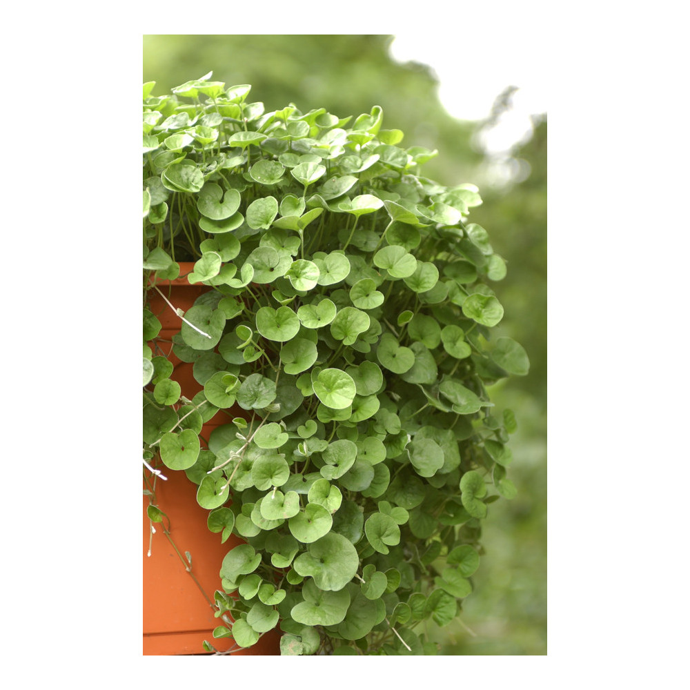 Dichondra Emerald Falls Dichondra Emerald Falls