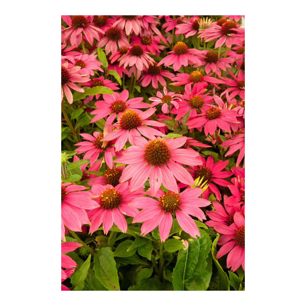 Echinacea Powwow Vild Berry Rose Echinacea Powwow Vild Berry Rose