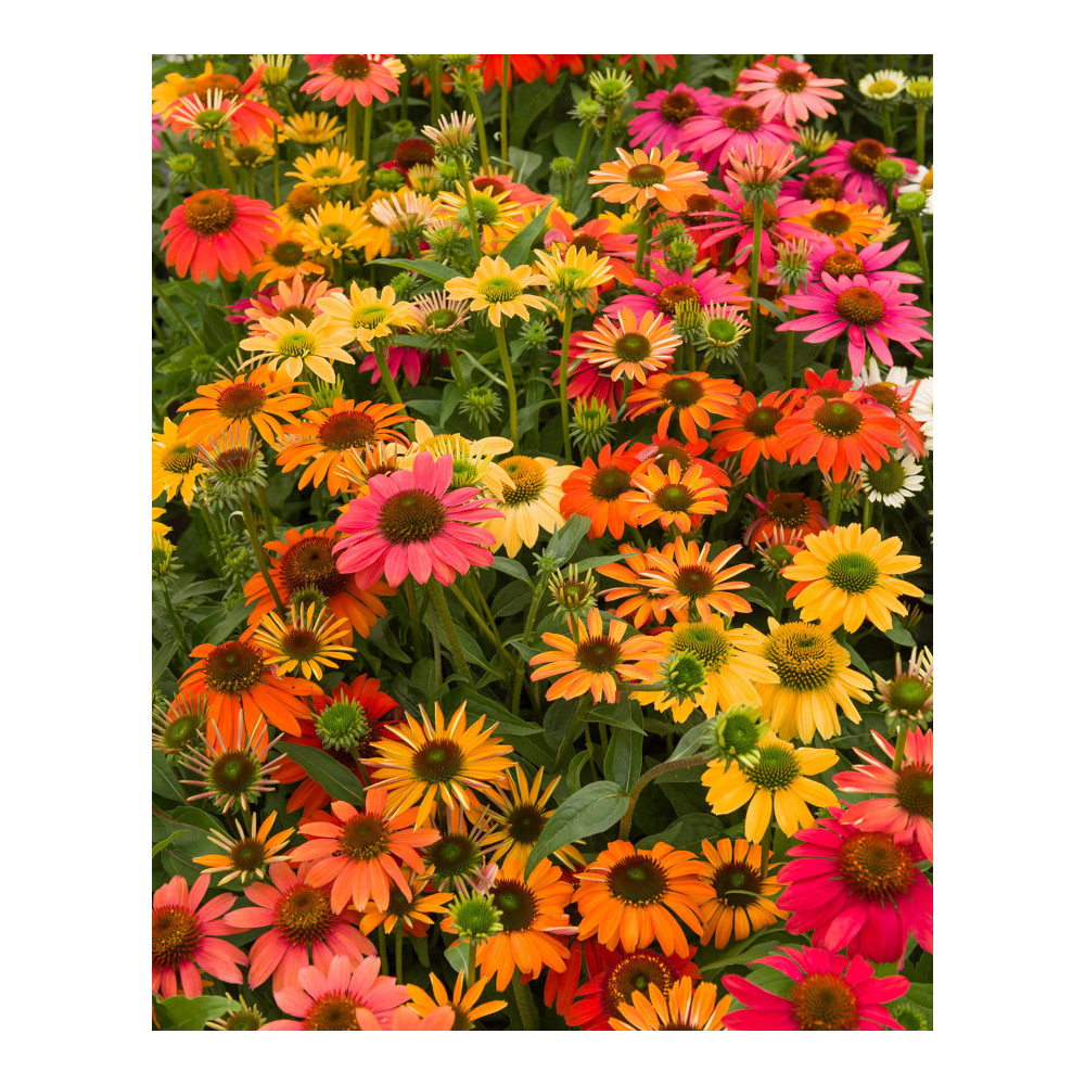 Echinacea Purpurea Cheyenne Spirit Echinacea Purpurea Cheyenne Spirit