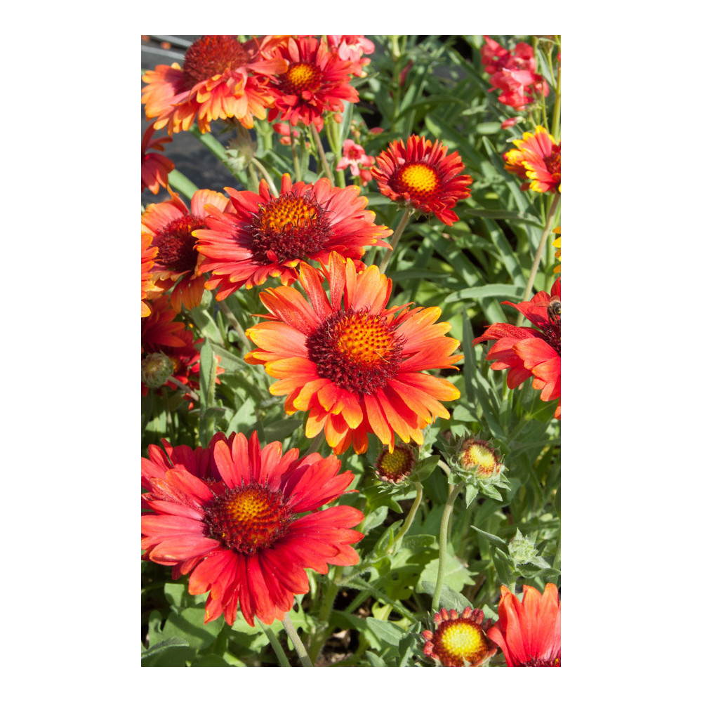 Gaillarde Arizona Red Shades Ton Rouge Gaillarde Arizona Red Shades Ton Rouge