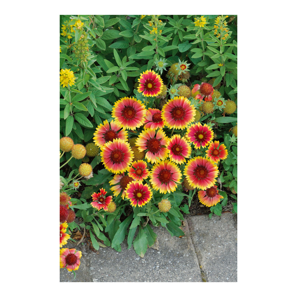 Gaillarde Kobold Gaillarde Kobold