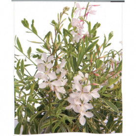 Gaura Corries Gold Panaché