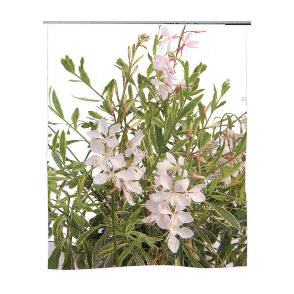 Gaura Corries Gold Panaché Gaura Corries Gold Panaché