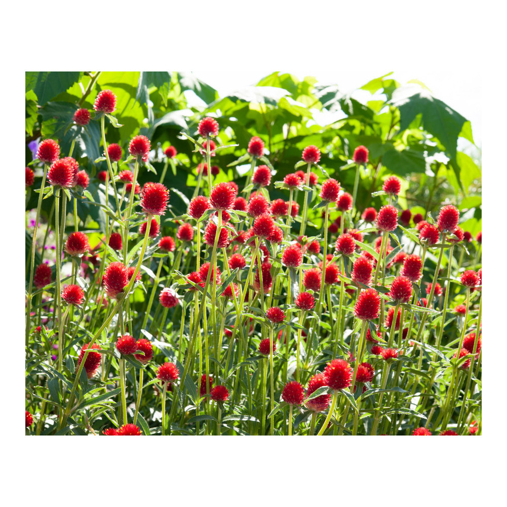Gomphrena Haag Flashing Light Gomphrena Haag Flashing Light