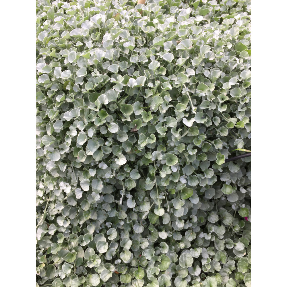 Dichondra Silver Falls Dichondra Silver Falls