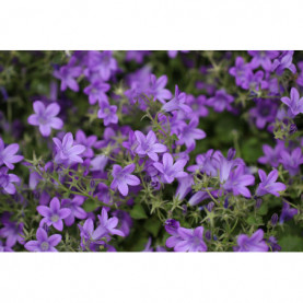 Campanule Portens Chlagiana (muralis)