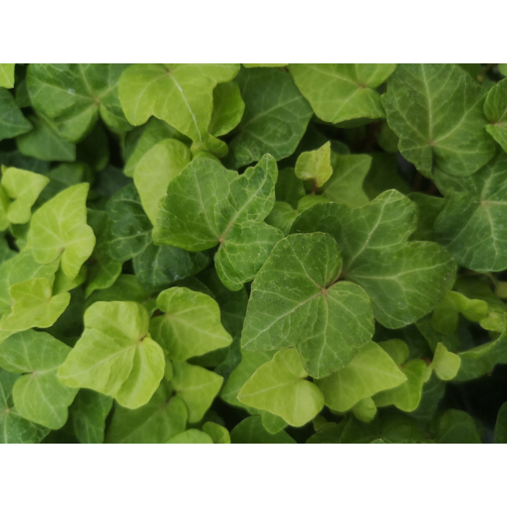 Hedera Main Hertz Hedera Main Hertz
