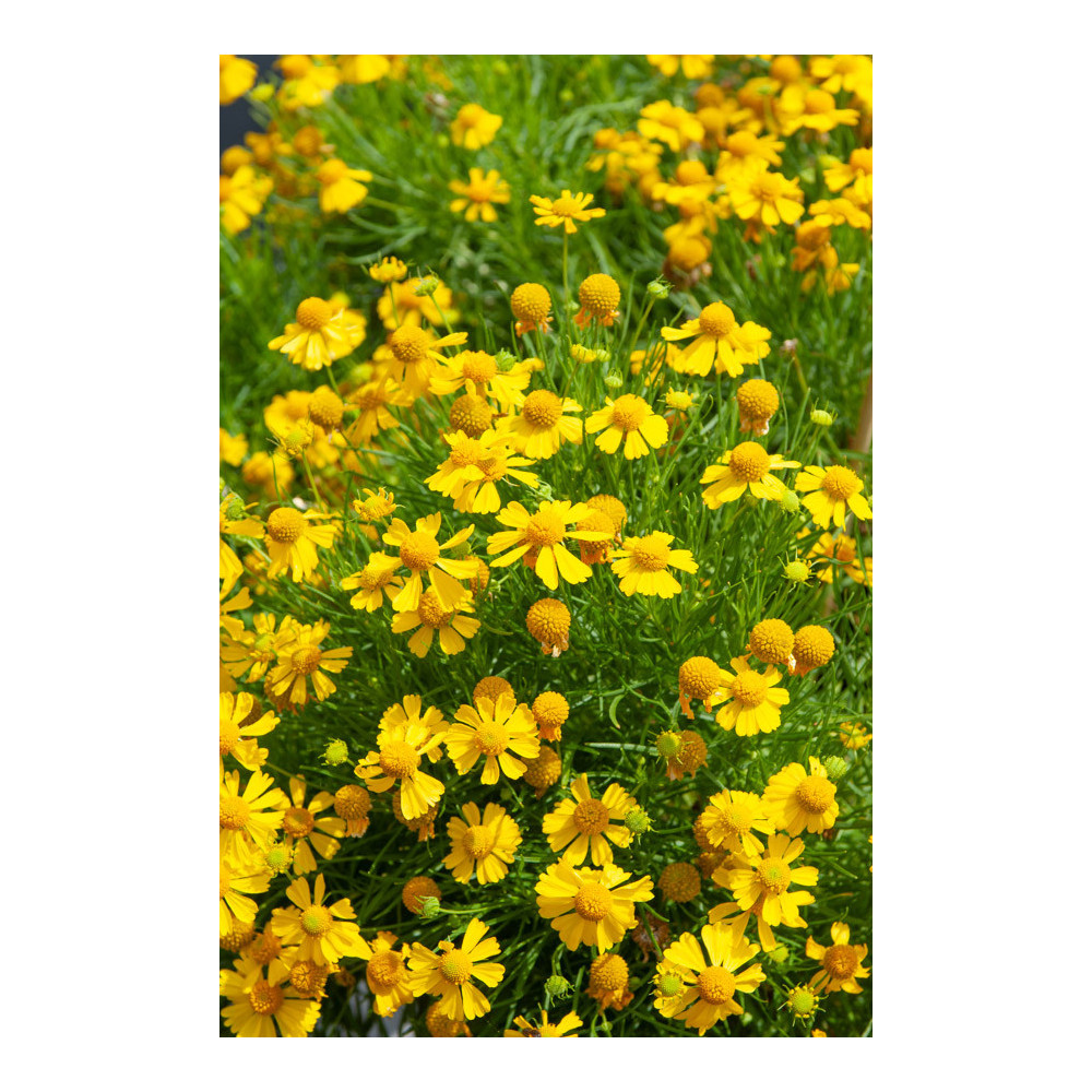 Helenium Dakota Gold Helenium Dakota Gold