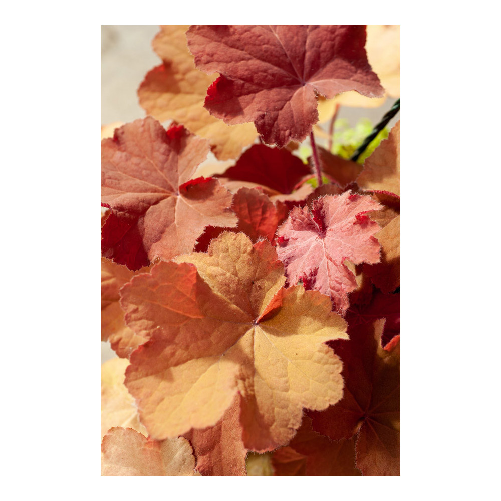 Heuchera Caramel Heuchera Caramel