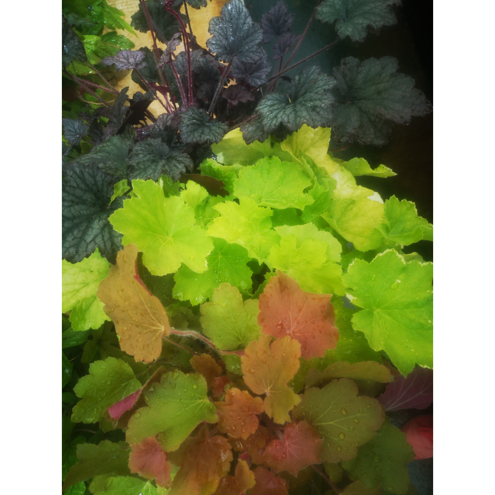 Heuchera Mélange Heuchera Mélange