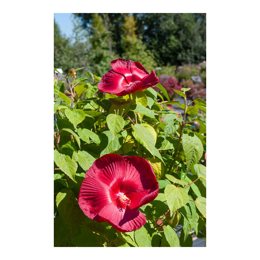 Hibiscus Luna Rouge Hibiscus Luna Rouge