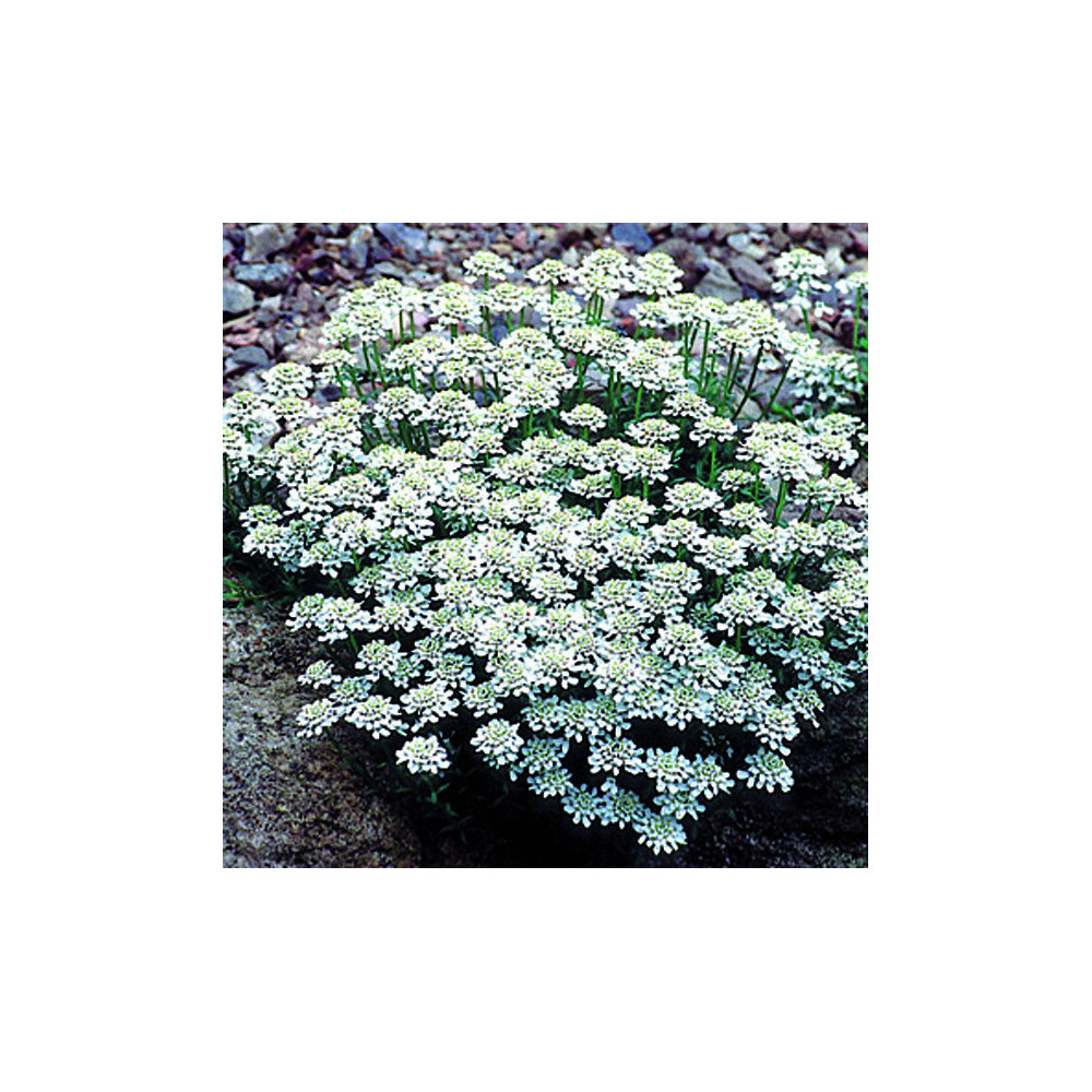 Iberis Snow Flake Iberis Snow Flake