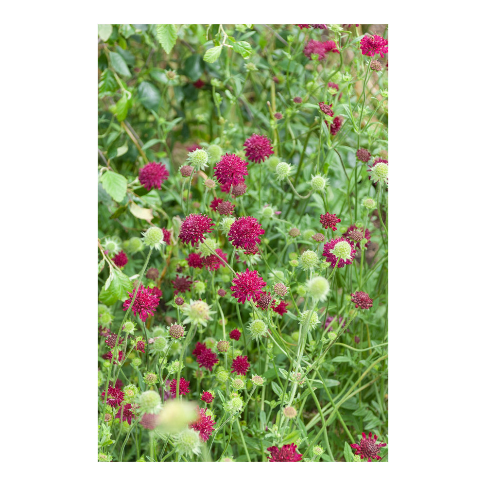 Knautia Macedonica Cherry Knautia Macedonica Cherry