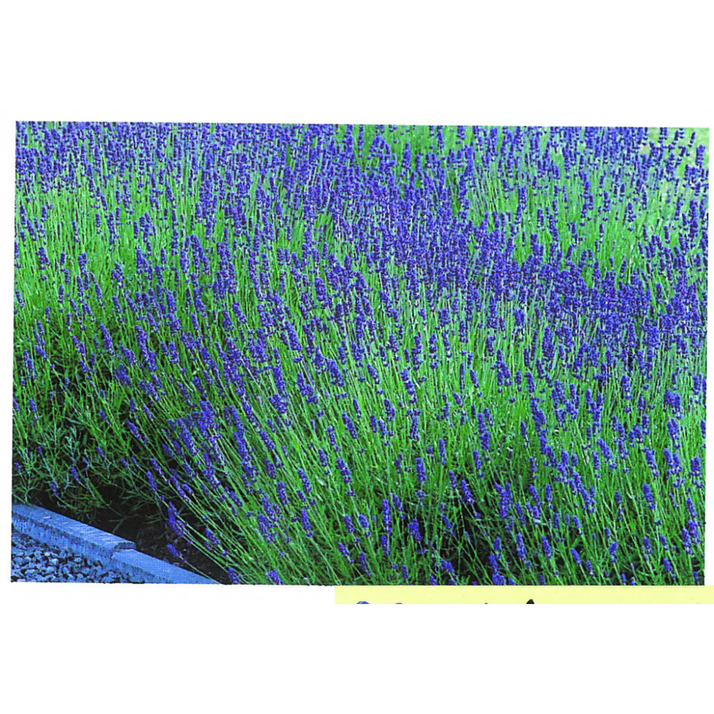 Lavande Bleu De Provence Lavande Bleu De Provence