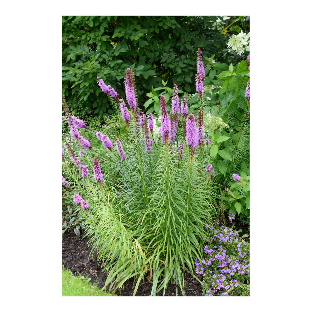 Liatris Floristan Violet Liatris Floristan Violet