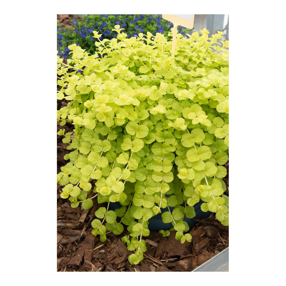 Lysimachia Nummularia Goldilocks Jaune Lysimachia Nummularia Goldilocks Jaune
